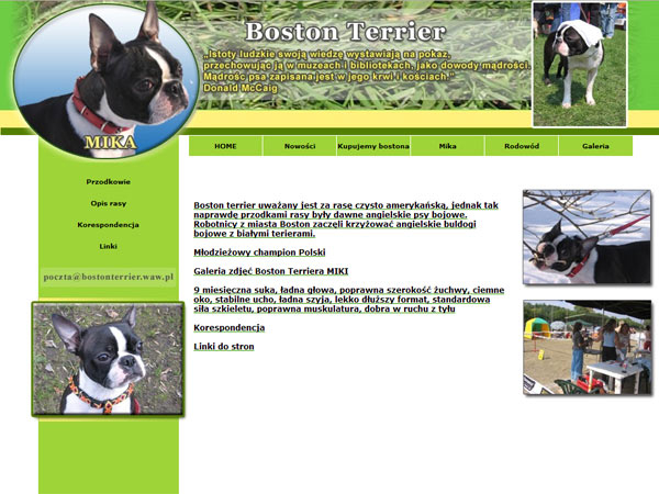 Hodowla Boston Terrier